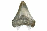 Serrated, Fossil Megalodon Tooth - South Carolina #170400-2